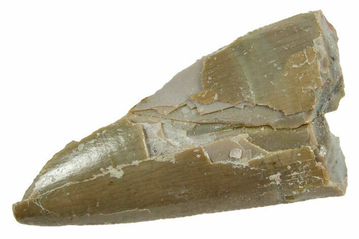 Fossil Triassic Reptile (Postosuchus?) Tooth - Arizona #362418